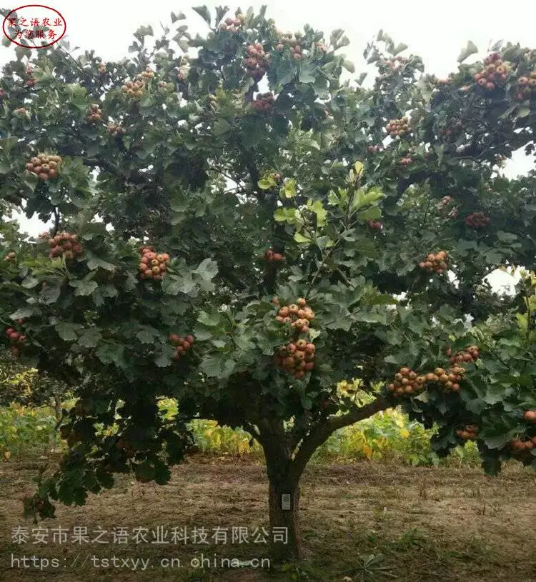 大金星山楂树苗
