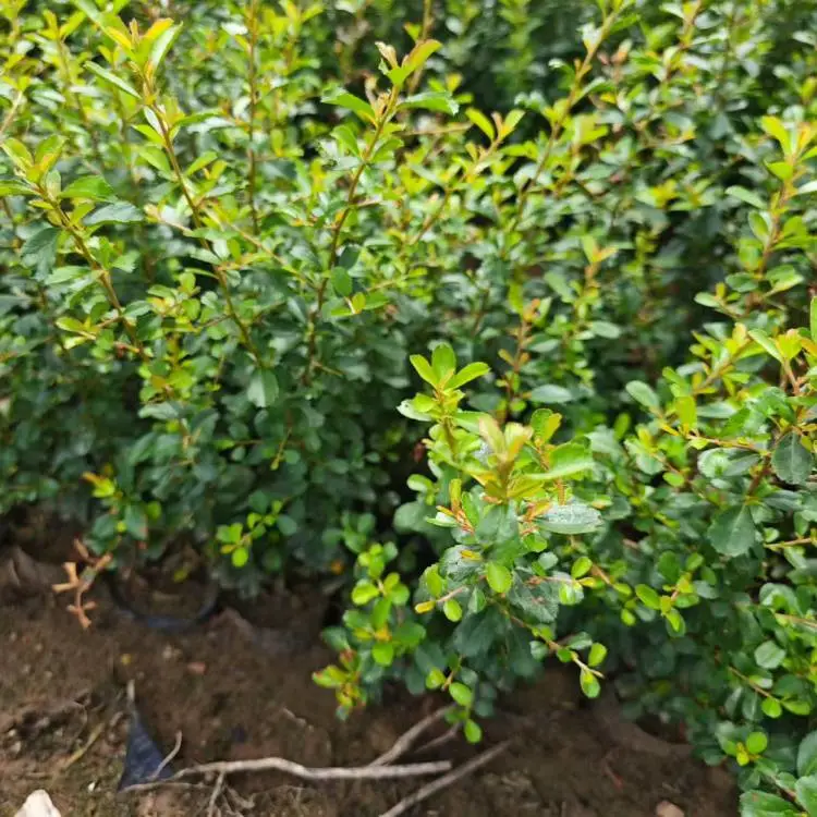 基地批发火棘杯苗四季常青救军粮绿篱苗红果火把果营养杯苗