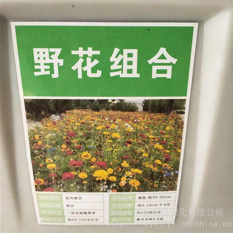 新草花种籽 野花组合种子 发芽率好提供种植技术量大小都可快递