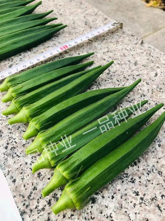 杂交一代绿灞107水果秋葵种子果实颜色浓绿，萼片好