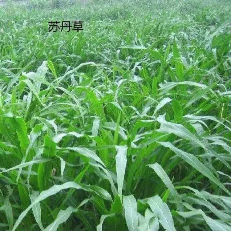 苏丹草种子鱼草高丹 牧草草籽高产进口养殖牛羊猪