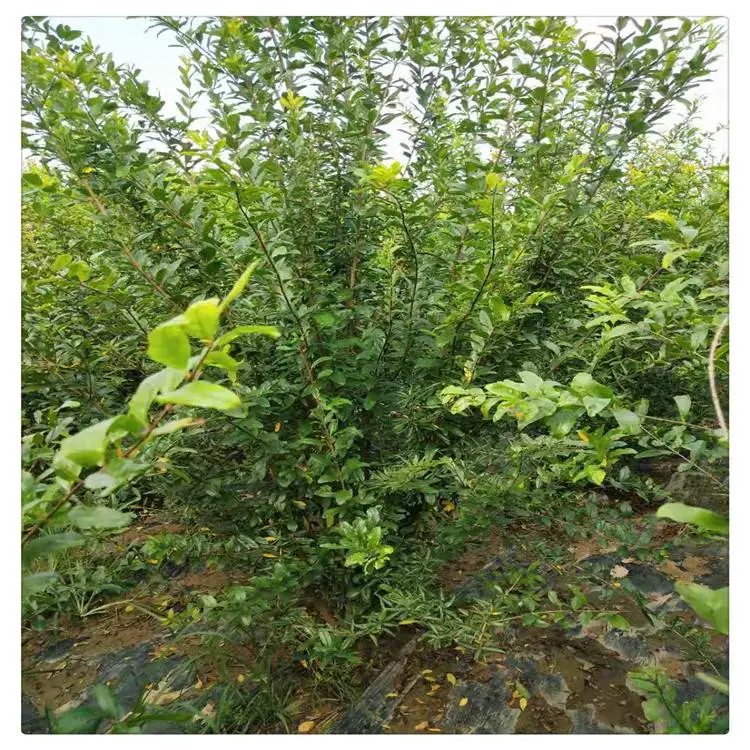 威海石榴树苗盆景 无籽石榴树苗 2公分石榴苗供应