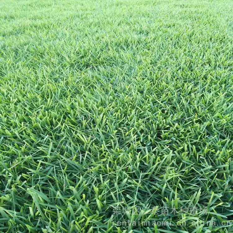 生产 剪股颖草坪草皮 公园跑道庭院工程绿化 操场足球场用草