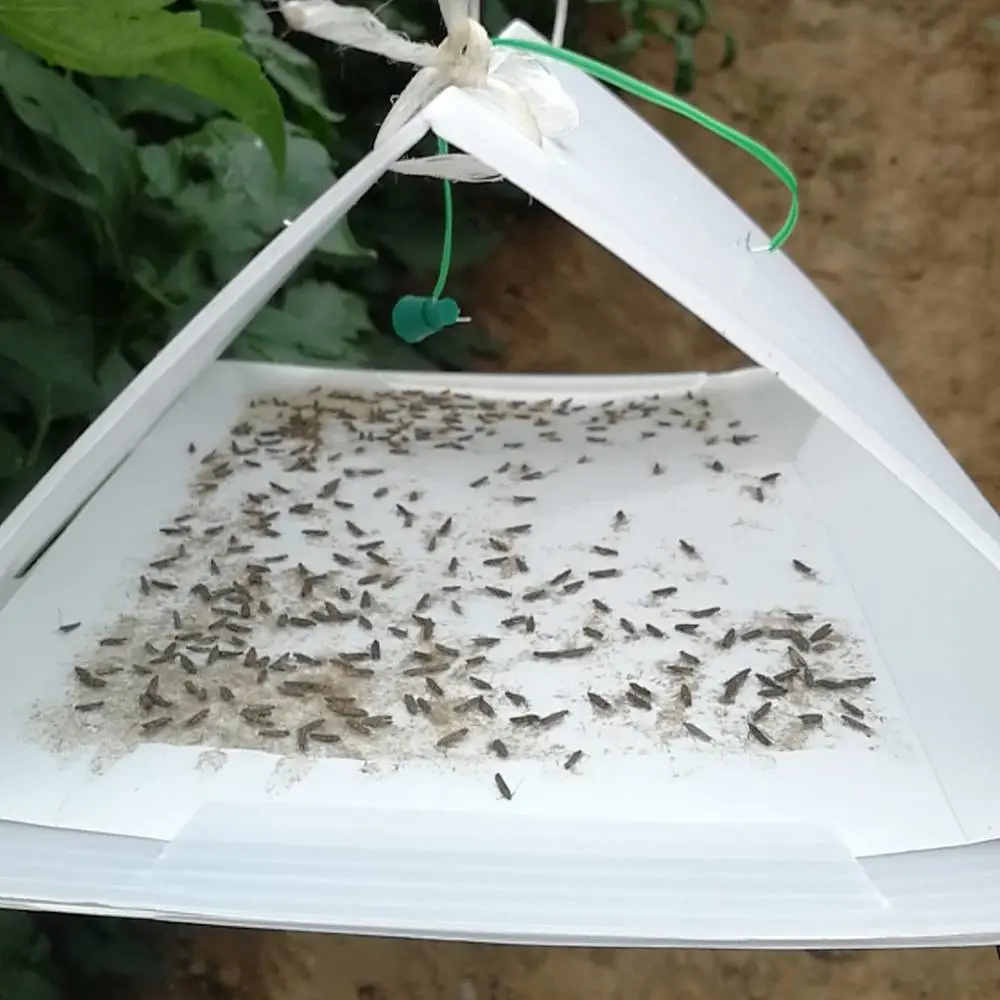 番茄潜麦蛾发生与***