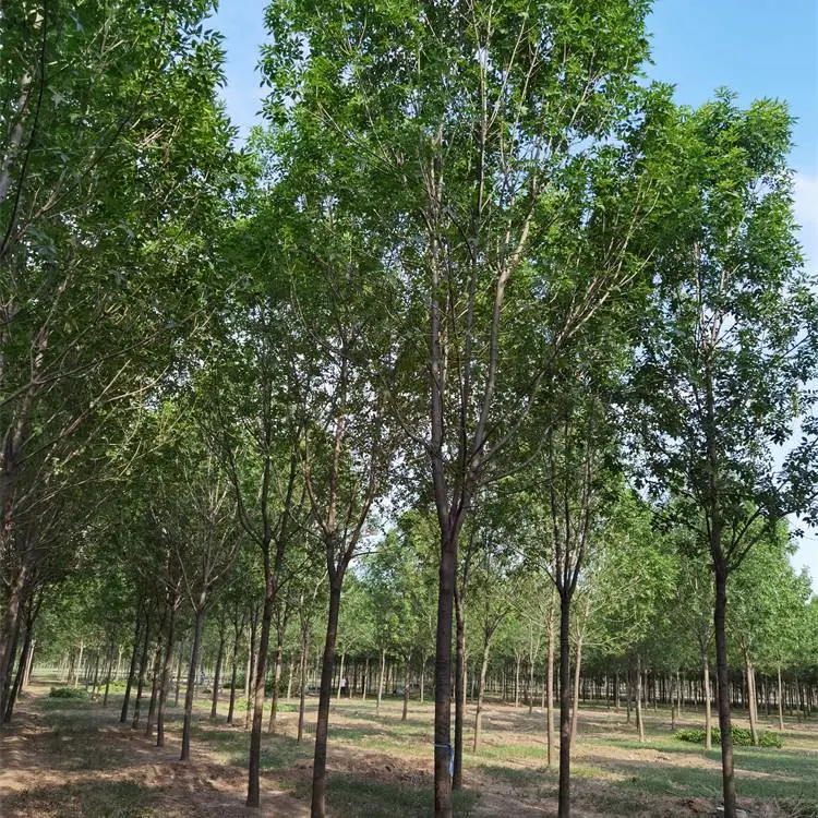 白蜡基地-白蜡树行情-秦皇岛丛生白蜡
