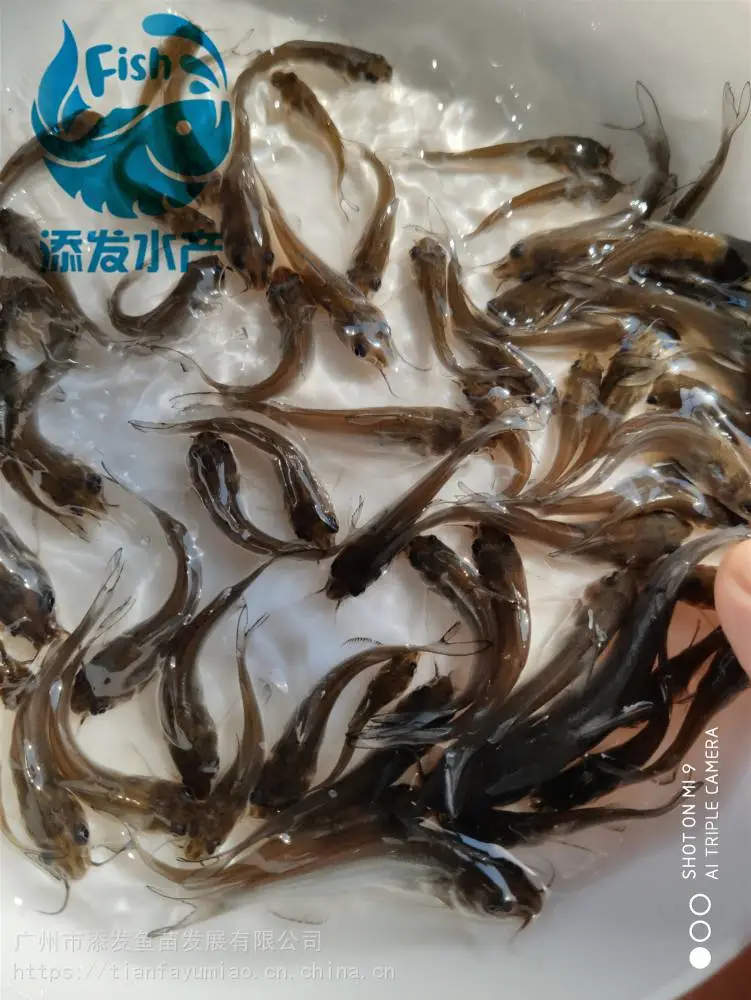 美国***叉尾鮰鱼苗批发叉尾鱼苗出售鮰鱼苗***格