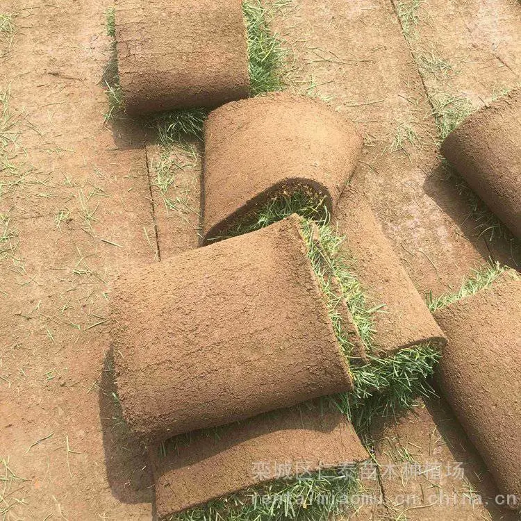营 口 草籽草坪起草坪机 高羊茅草皮几个钱一平方米 圣诞树