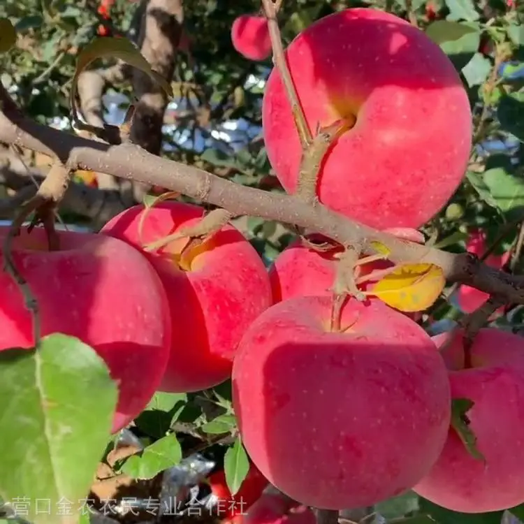 苹果苗***格 寒富苹果苗 短枝富士苹果苗