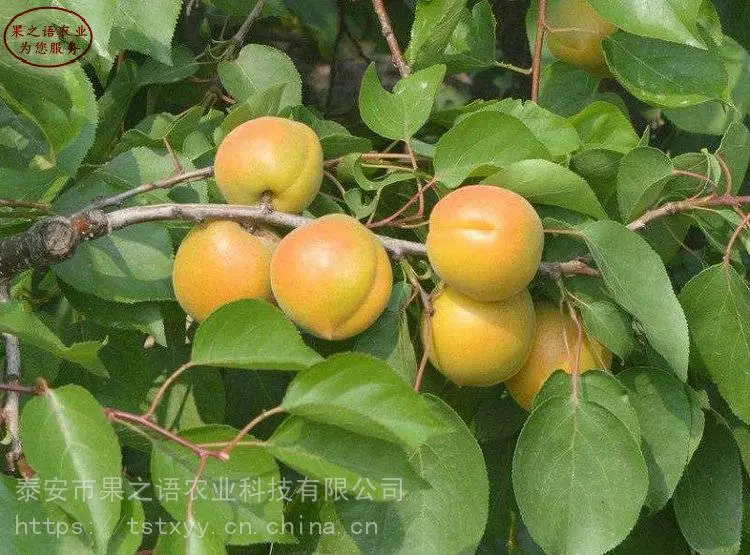 蓝丰蓝莓苗、弗罗里达蓝莓苗技术指导、蓝丰蓝莓苗