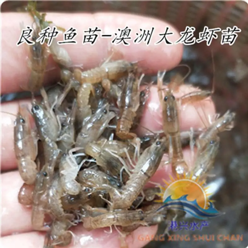 优良品种_澳洲龙虾苗价格宁海县品种_澳洲龙虾苗价格太湖县虾苗批发市场