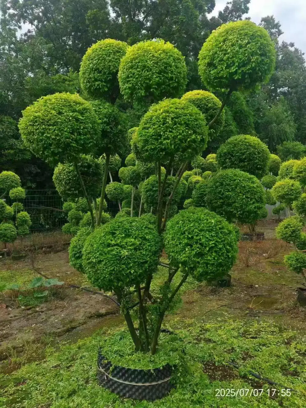 亮晶女贞重庆苗圃批发 重庆苗木基地供应双色茉莉 别墅庭院配植苗木