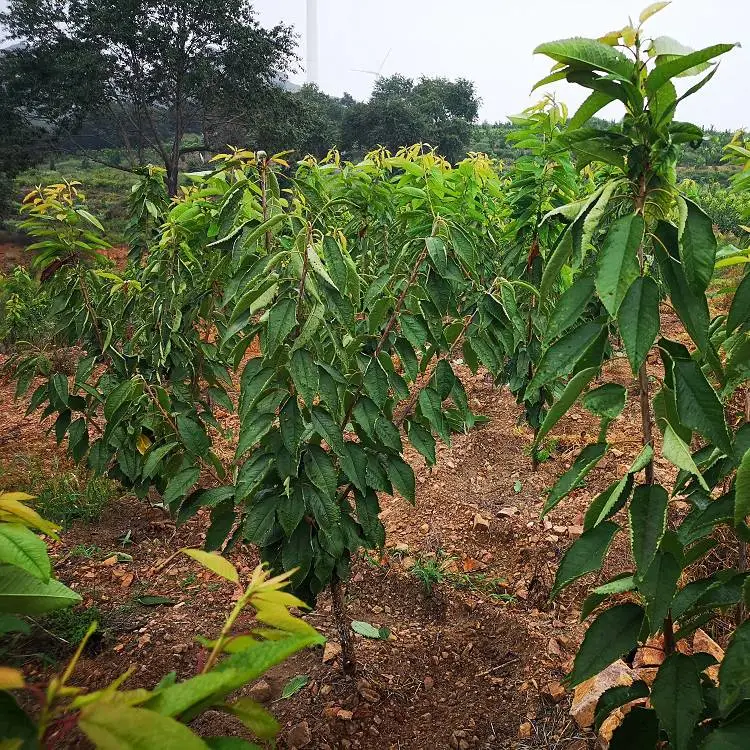 苹果树布鲁克斯樱桃苗 俄罗斯8号大樱桃树苗 管理技术