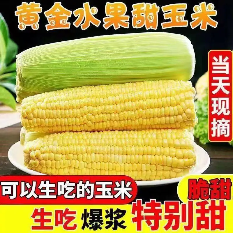 【产地直发】现摘新鲜本地金银水果玉米天翠爆浆当季嫩包谷