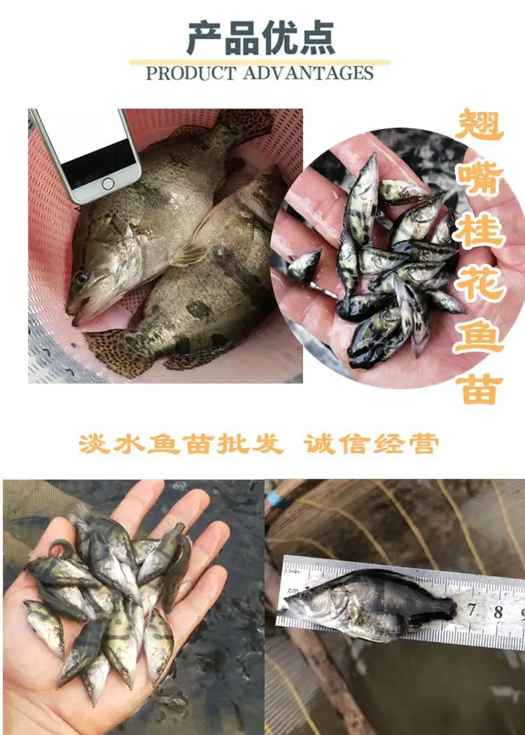 烟台水产品-桂花鱼苗***格 桂花鱼苗产地供应_广东总场提供
