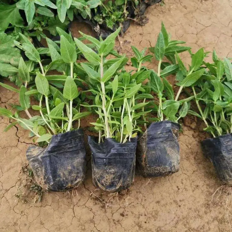 江苏千屈菜 道路草花 千屈菜种子