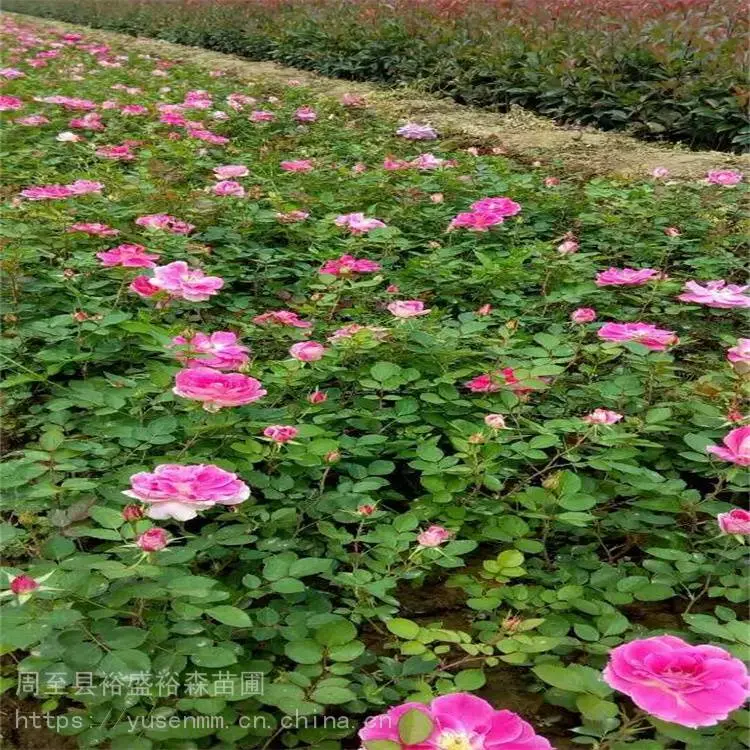 关中西安本地苗圃 园林观花植物 营养杯月季苗 本地花木小苗