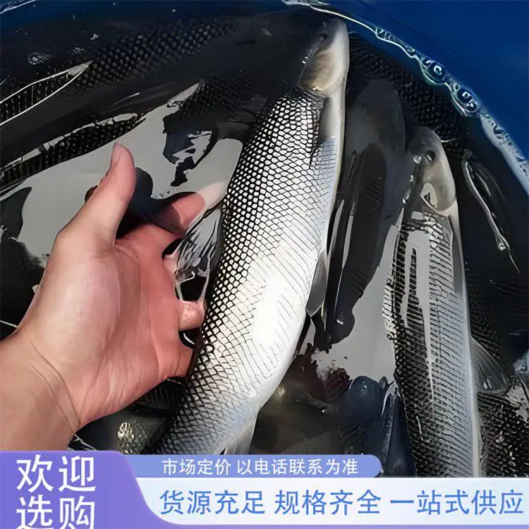 鲲腾水产 银鳕鱼苗 水养殖全国包活发货 易饲养 产量好