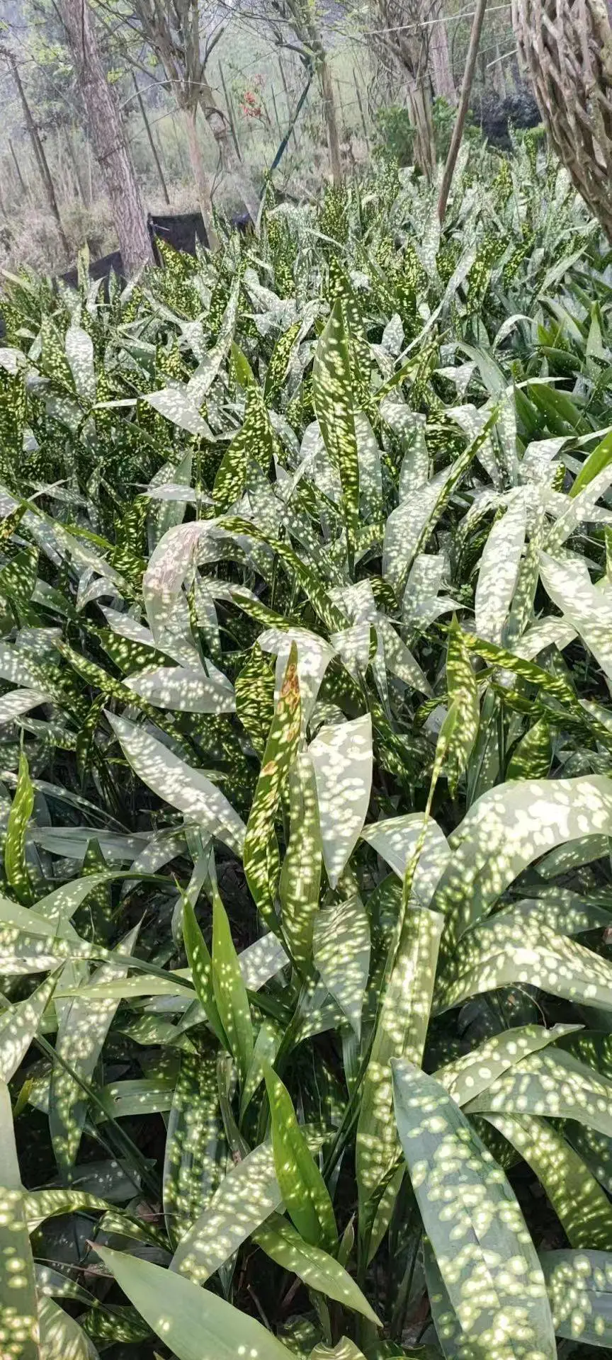 蜘蛛抱蛋批发 贵州苗木基地海量货源 商业步行街花箱花坛绿化