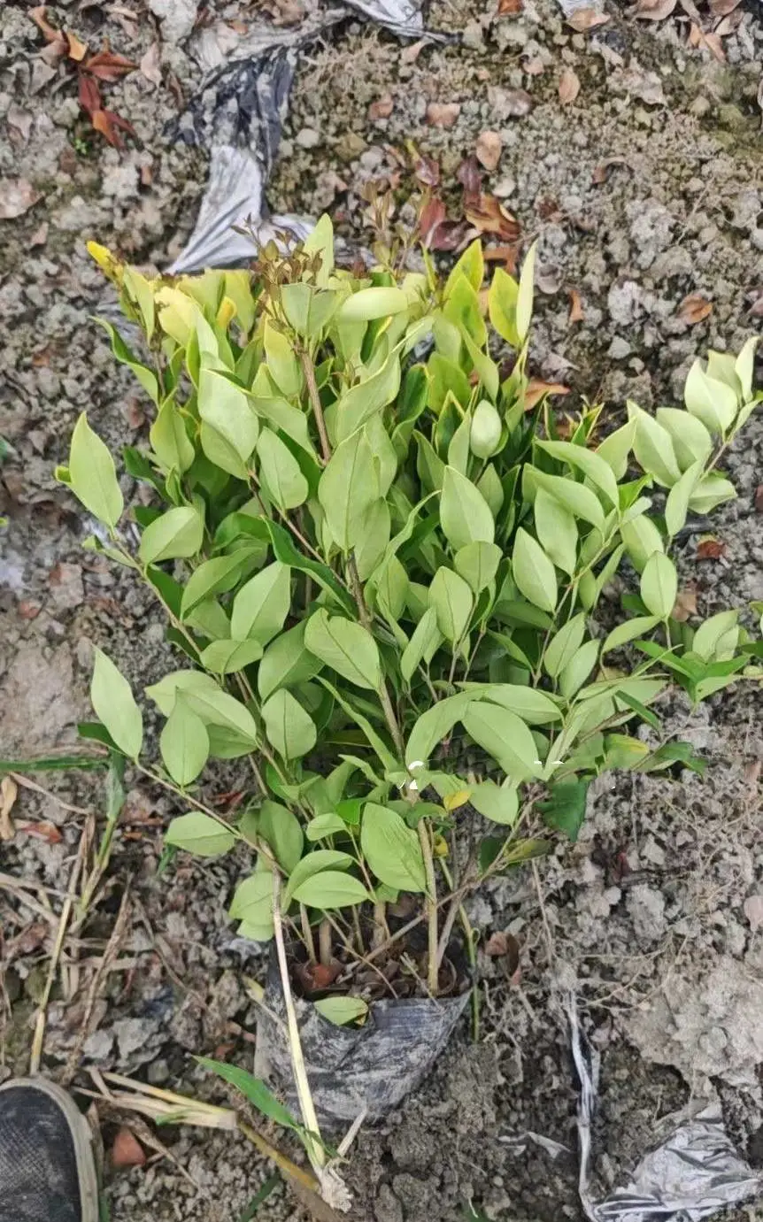 金森女贞成都苗圃直供 下层景观苗木 四川货源 景区花坛广场绿化苗