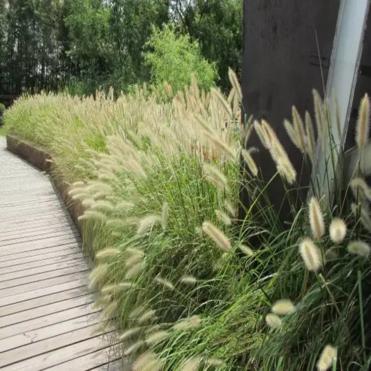 出售小兔子白穗狼尾草 市场报价