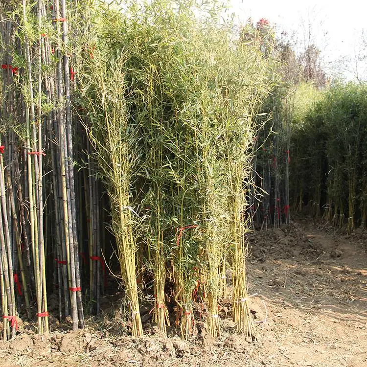 竹子苗庭院耐寒北方种植四季常青绿化青竹紫竹金镶玉竹黄金竹盆栽