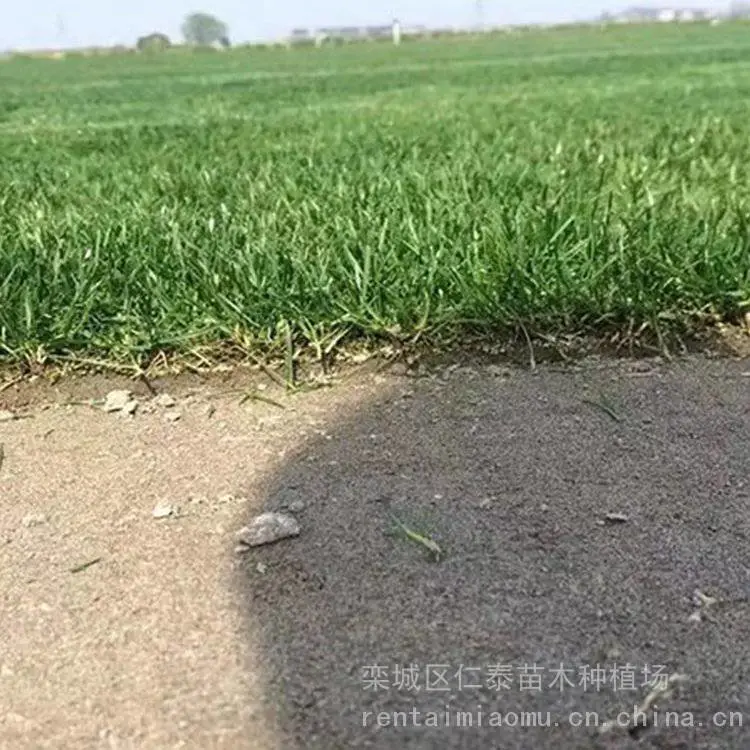 早熟禾草坪 红三叶草坪 草皮卷 蓝萼鼠尾草种子