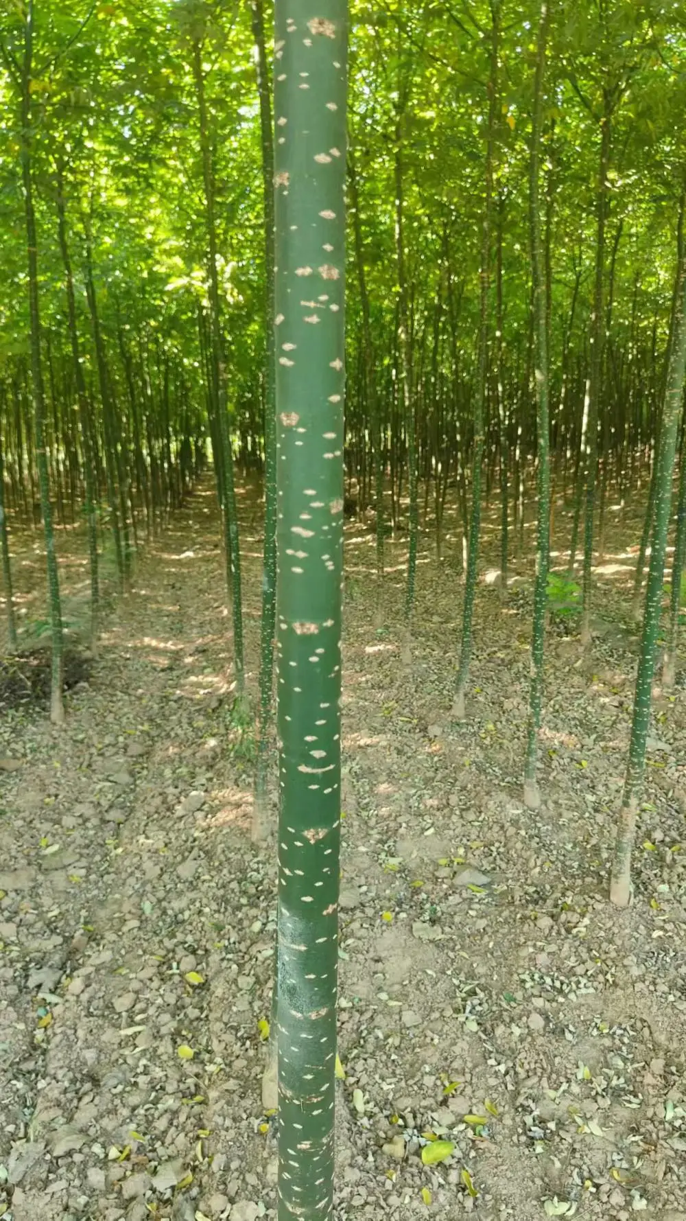 山东东营淑女国槐小苗基地多少钱一颗,淑女国槐苗厂家上车价格,淑女国槐苗产地报价,淑女国槐苗木供应商
