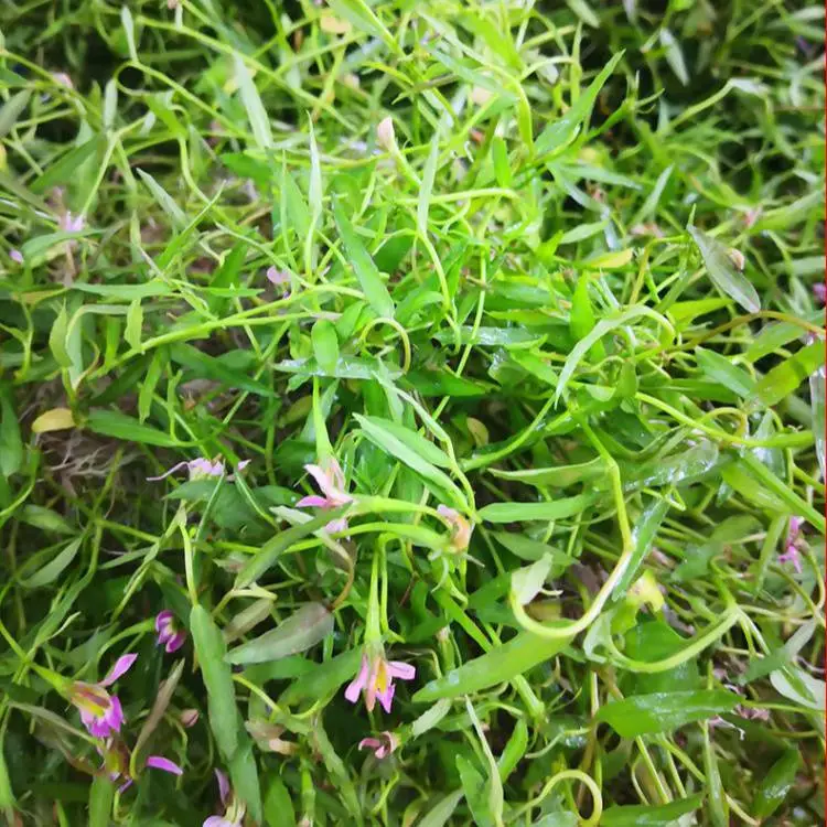 半边莲多年生草本路边观赏种植苗小区庭院公园造景工程规格齐全