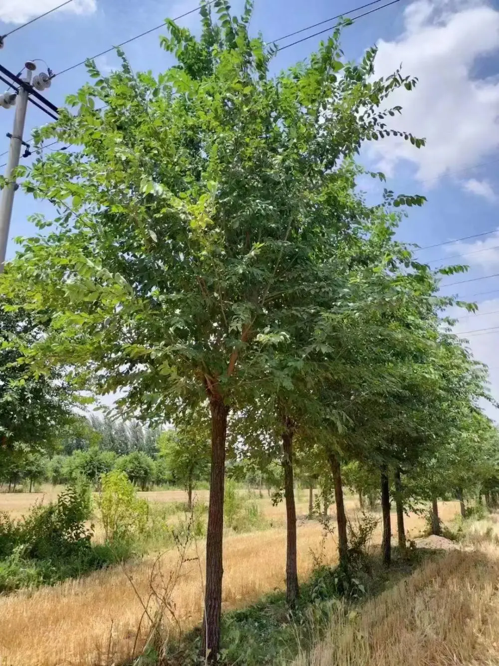陕西汉中二乔苗木榆树苗基地批发上车价格,3公分榆树苗厂家批发,榆树小苗产地报价