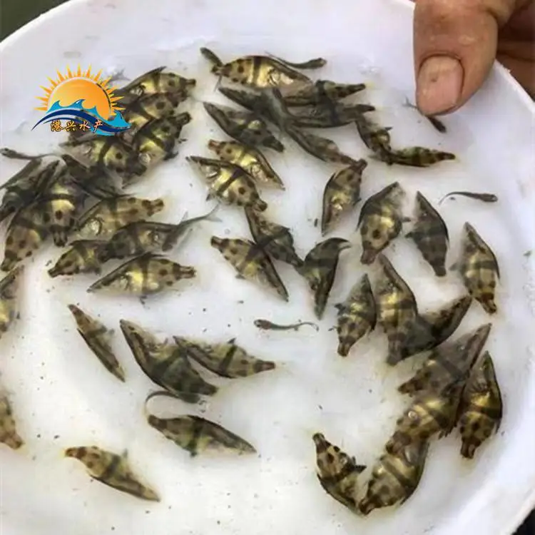 枣庄港兴渔场出售桂花鱼苗 桂花鱼苗产地供应_广东总场提供