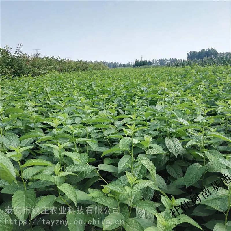 泰安优质杜仲树苗基地 山东杜仲树苗价格 根系发达保湿邮寄