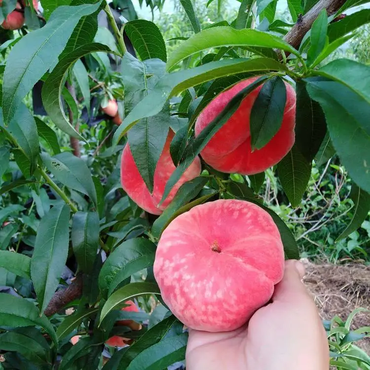 毛桃苗价格 宁夏回族蜜雪毛桃树苗 18号桃树苗