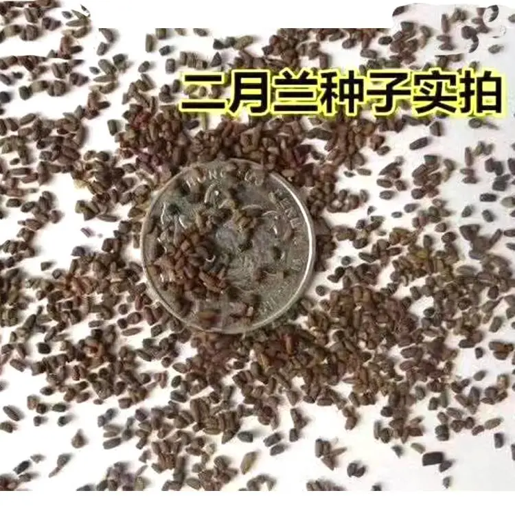 芹菜供应紫罗兰花籽绿化施工净籽红三叶草籽青梅树种子