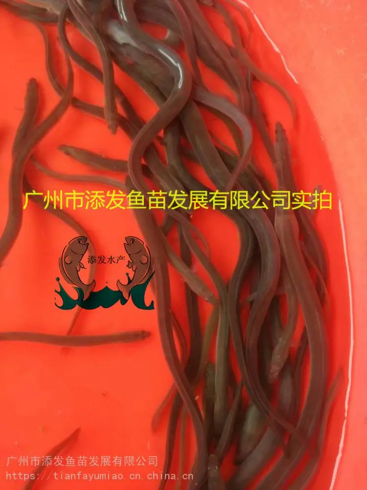 广东厂家直销鳗鱼苗，鳗鱼苗批发，鳗鱼苗价格