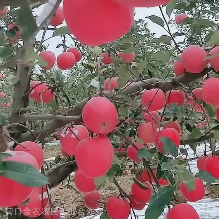 苹果苗***格 寒富苹果苗 短枝富士苹果苗