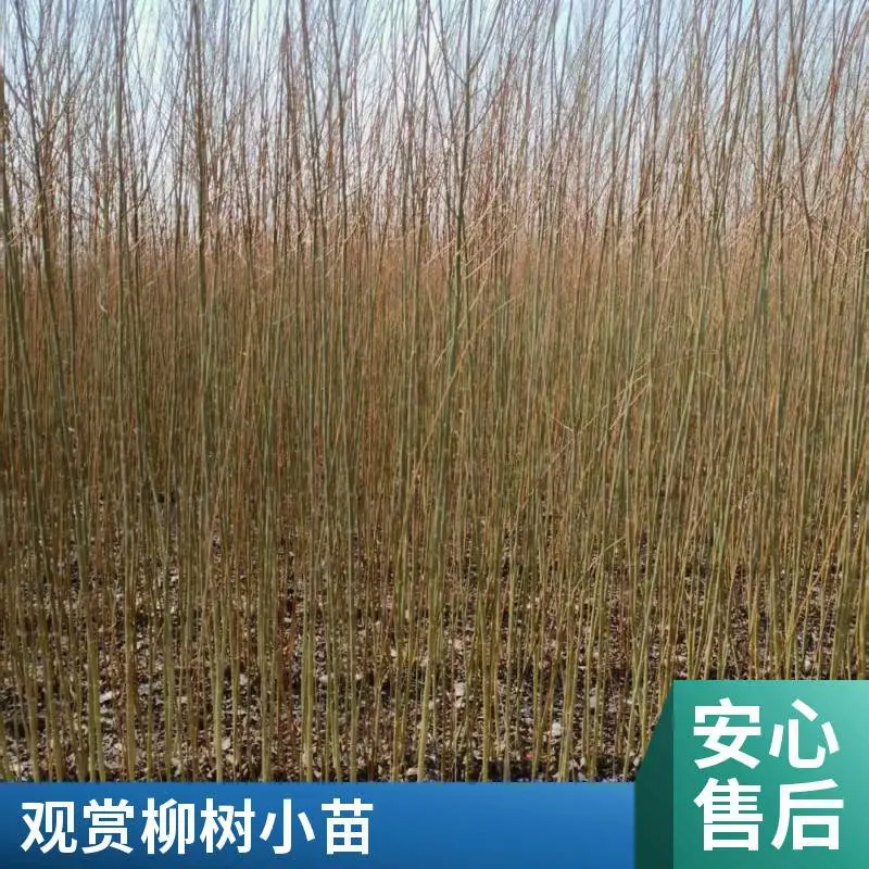 重金属柳枝稷 园林绿化专用 耐盐碱先锋植物 生态修复苗 绿锦阁园林
