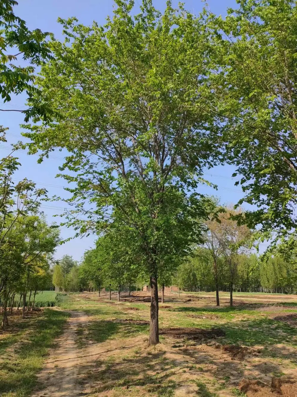 陕西汉中二乔苗木榆树苗基地批发上车价格,2米高榆树苗基地,榆树小苗产地报价