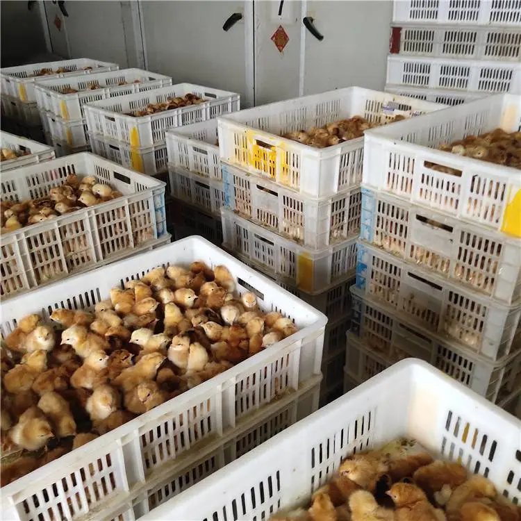 铁东附近鸡苗价格重庆土鸡苗红毛公鸡苗