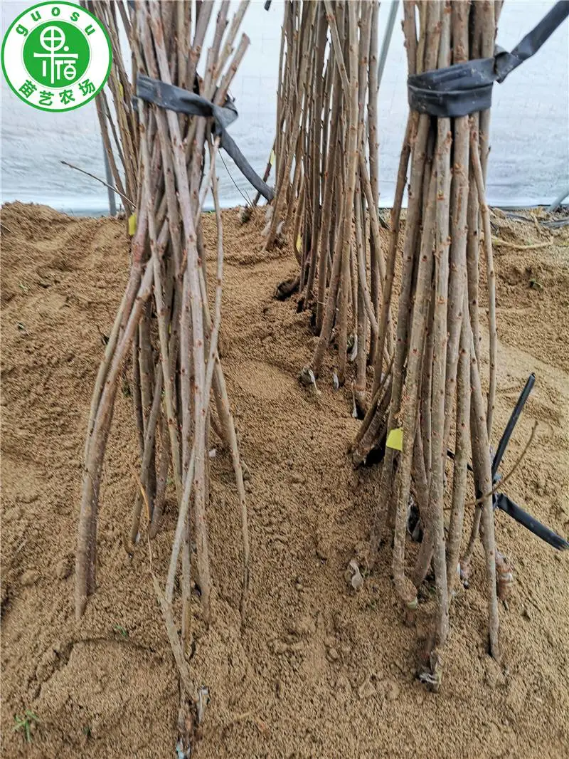 二年生樱桃苗,基地现挖发苗,浙江樱桃苗培育基地