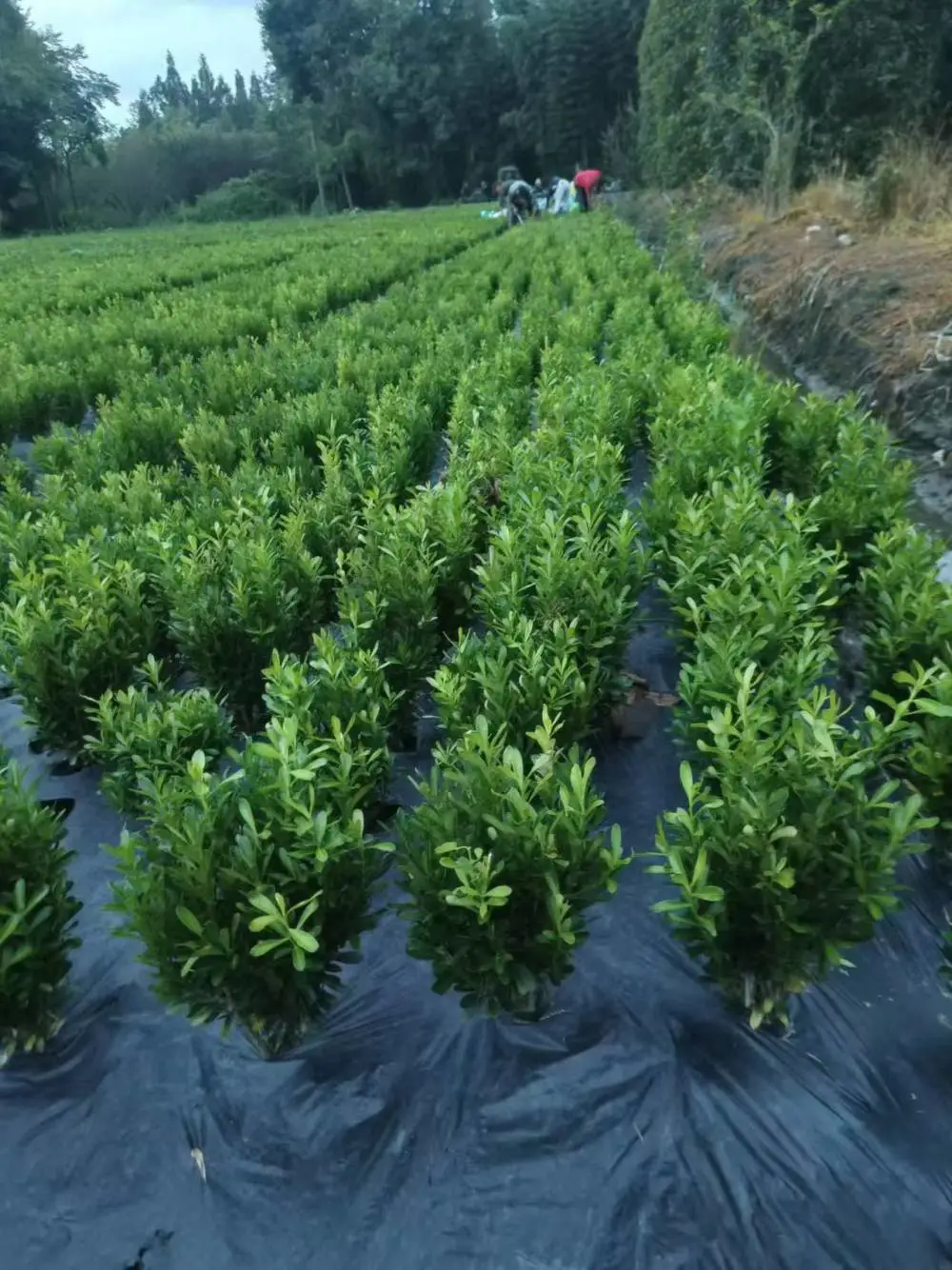 豆瓣黄杨成都苗圃直供 四川苗木基地批发供应 花境花园打造品种