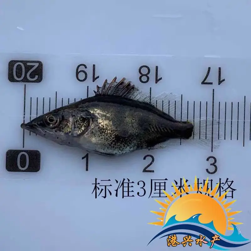 桂花苗_翘嘴鳜花鱼苗批发 桂花鱼产地_广东发货