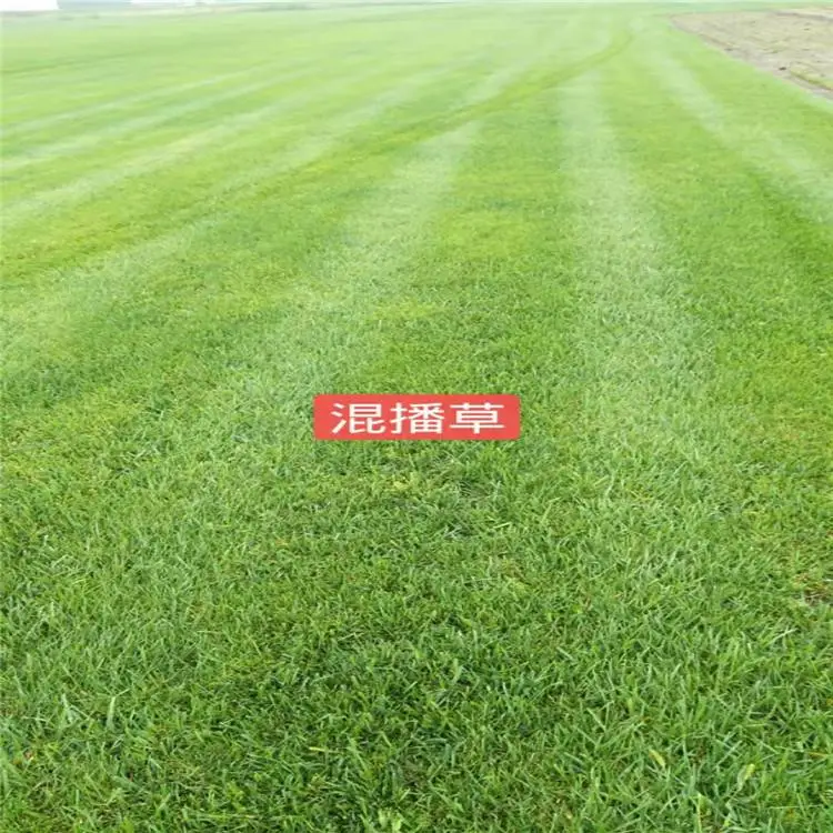 陕西苗木批发-混播草坪卷-绿化草坪供应商