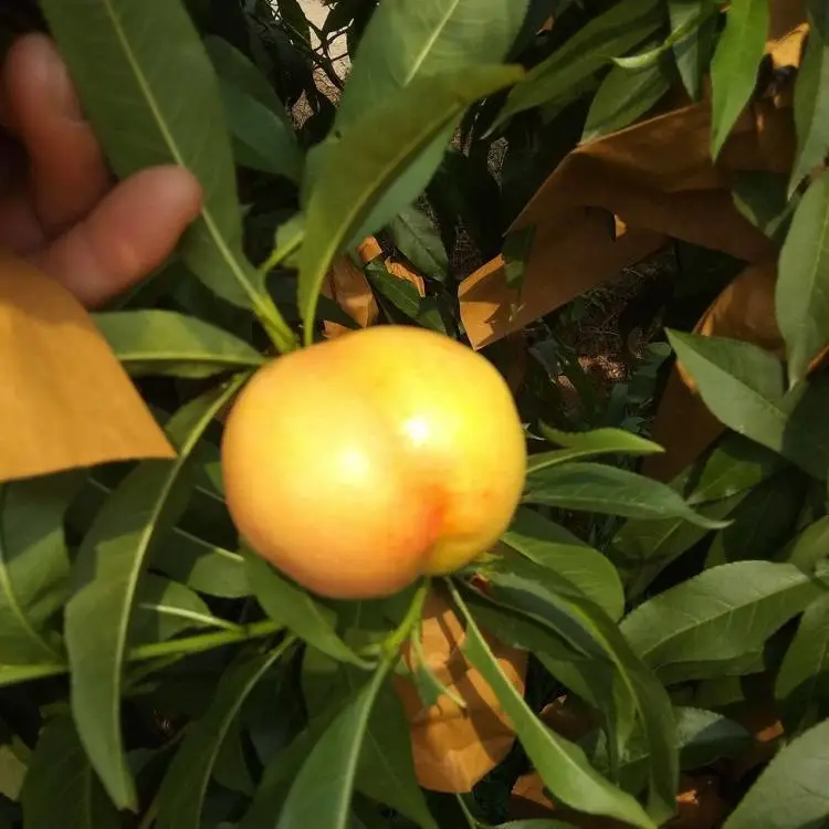黑龙江黄金油桃树苗 早熟甜油桃苗 黄油桃苗哪里有