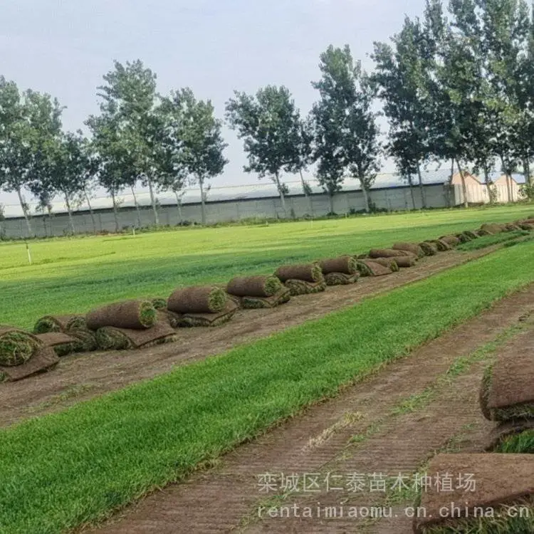 出售剪股颖草坪适应能力强易存活耐践踏基地直售耐热