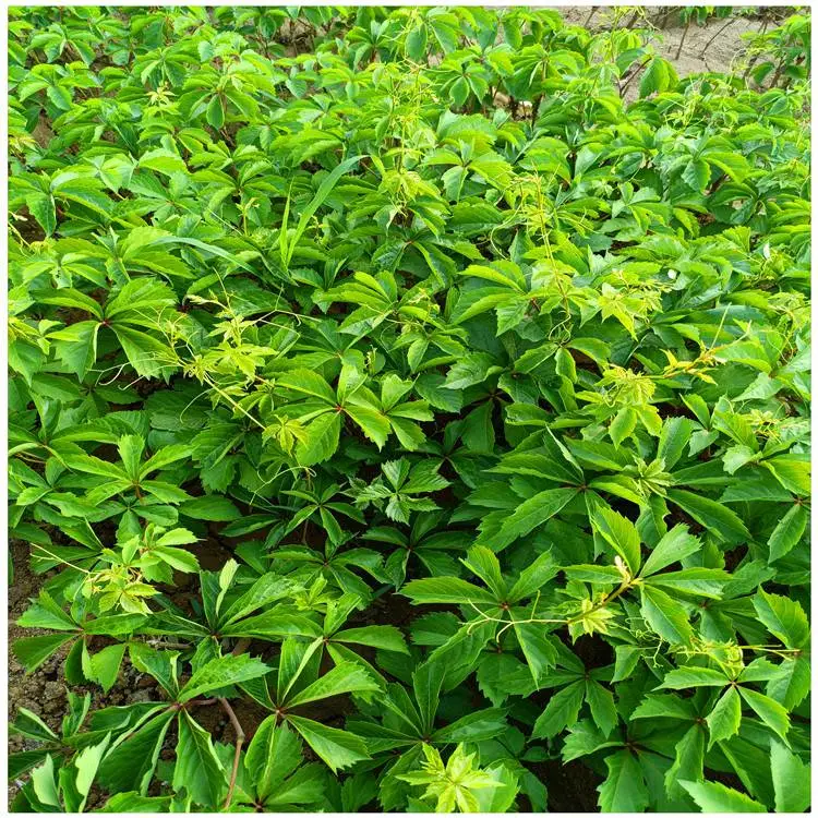 江苏绿化用五叶地锦 爬山虎苗***格 爬山虎苗哪里有卖