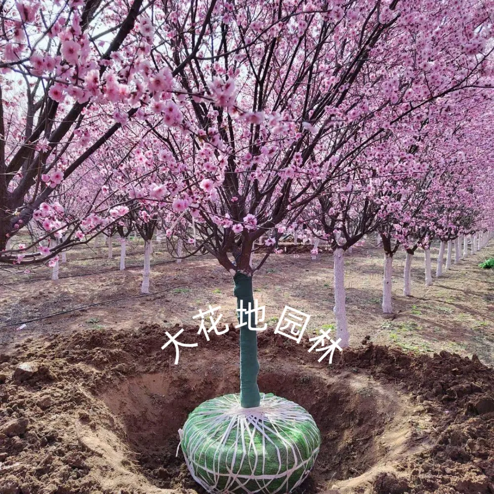 20260314/image/4rf7nvv0p39k26lutwuj5g.png