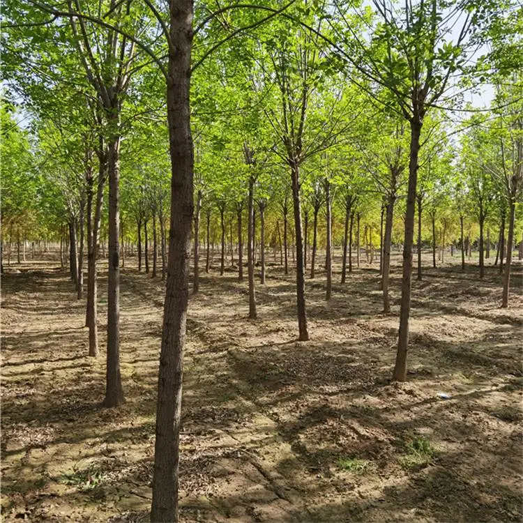 白蜡基地-白蜡树行情-秦皇岛丛生白蜡