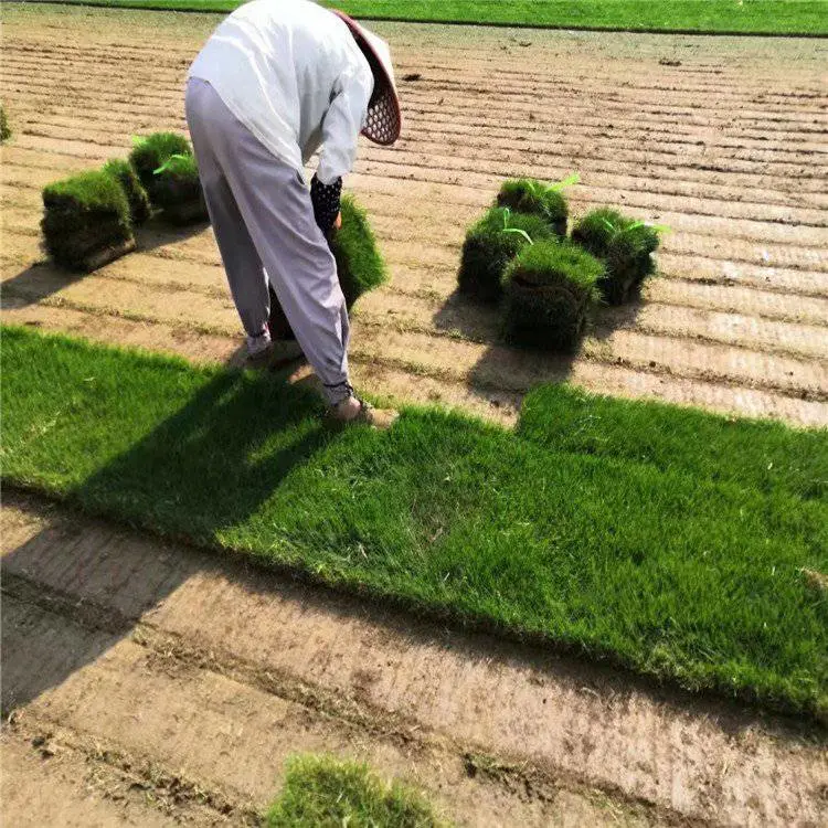 生产 剪股颖草坪草皮 公园跑道庭院工程绿化 操场足球场用草