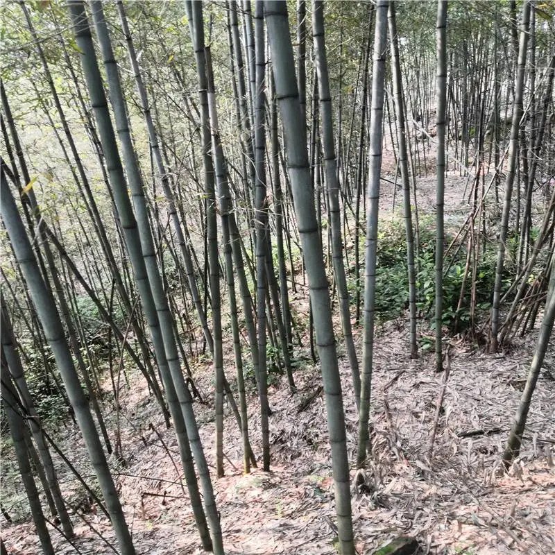广西来宾杜鹃苗基地诚实守信