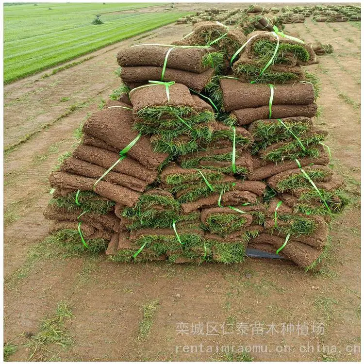 出售 白花仔种子 蛇鞭菊 紫穗槐绿化草皮 易栽种 风铃草
